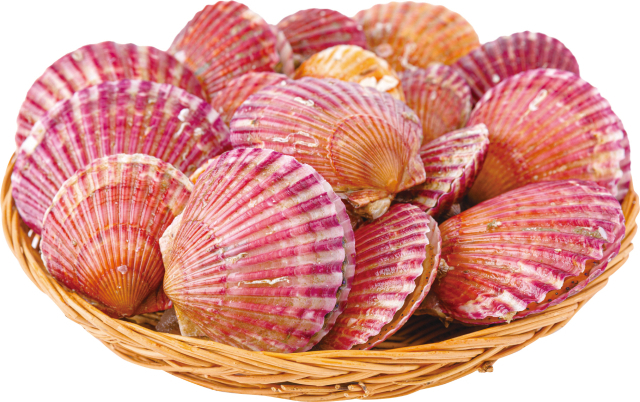 11월 이달의 수산물로 선정된 홍가리비. 해수부 제공