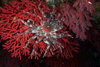 11월의 이달의 해양생물로 선정된 문어다리불가사리. 해수부 제공