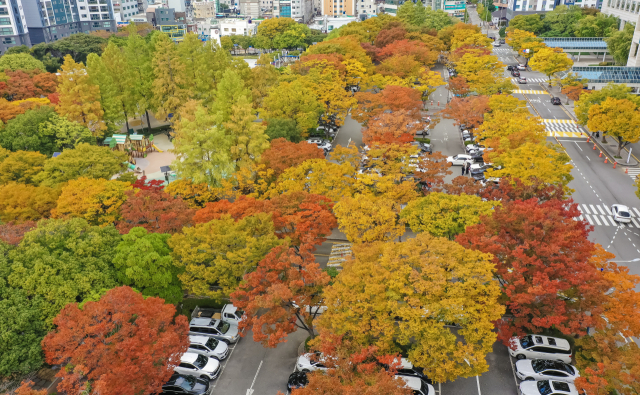 3일 부산시청과 경찰청 주차장, 녹음광장의 나무들이 울긋불긋한 단풍으로 물들어 깊어가는 가을 분위기를 자아내고 있다. 이곳은 시청이 이전한 1999년 당시 8800㎡ 녹지대에 나무 2400여 그루가 식재돼 있어 도심 속 가을 정취를 만끽할 수 있는 명소로 꼽힌다. 김종진 기자 kjj1761@