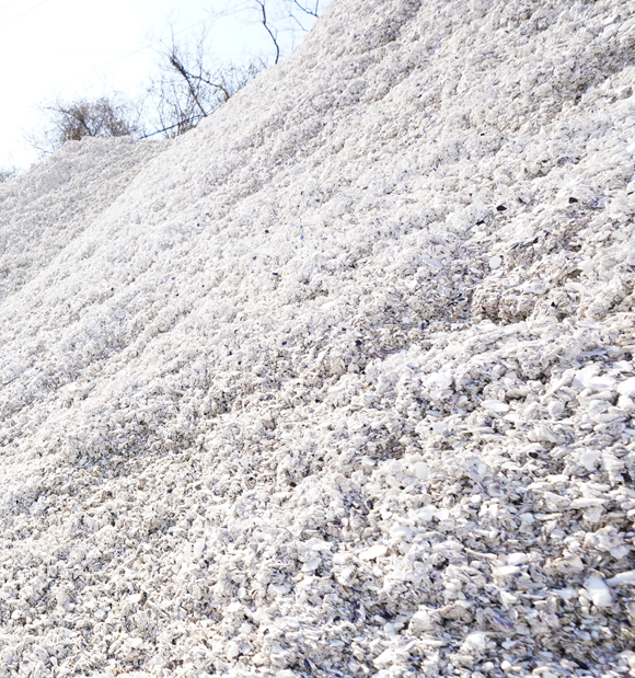 굴패각(껍질) 사진. 부산일보DB