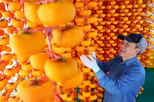 절기상 입동(立冬)을 이틀 앞둔 5일 경남 함양군 서하면 봉전리 오현마을 신서성 씨가 곶감 건조대에 매달린 곶감을 정성스레 손질하고 있다. 곶감 제조는 날씨가 서늘해지는 늦가을~초겨울 본격적으로 시작된다. 함양에서는 매년 12월 ‘지리산 함양 곶감’ 초매식이 열린다. 함양군 제공