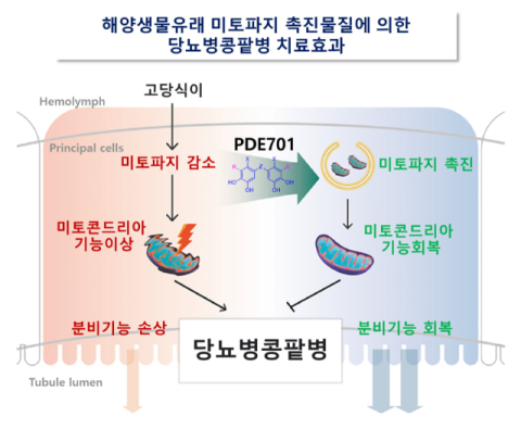 해양생물 유래 미토파지 촉진물질 ‘PDE701’에 의한 당뇨병콩팥병 치료 효과 요약 그림.