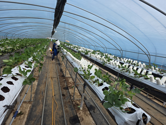 경남 진주시 수곡면 한 딸기 수출 농가. 수해로 인해 모종이 고사하면서 곳곳이 비어 있다. 김현우 기자