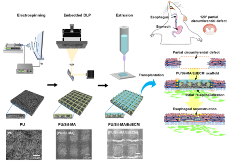 융합 바이오 가공 인공식도 제작 및 조직 재생 과정.