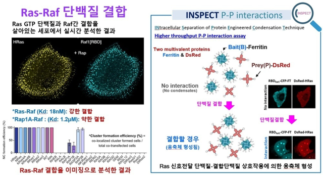 그림. 세포 내 단백질-단백질 상호작용의 시각화 기술, INSPECT. INSPECT(INtracellular Separation of Protein Engineered Condensation Technique)는 상분리(phase separation) 현상을 이용해 세포 내 단백질-단백질 상호작용을 직접 시각화하는 기술이다. 다중체 단백질인 페리틴(ferritin)과 형광단백질DsRed를 이용해 세포 내 두 단백질이 상호작용할 때 응축체(condensate)로 뭉치는 현상을 형광으로 시각화하여 보여준다. KAIST 제공