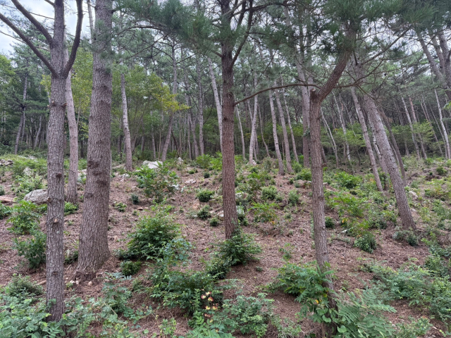 통영시가 산림청 주관 2025년 숲 가꾸기 평가에서 전국 226개 지방자치단체 중 유일하게 우수 사업지로 선정됐다. 통영시 제공