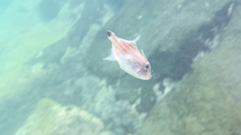 한국수산자원공단 제주본부, 판포리 해역에 말쥐치 173만 마리 방류