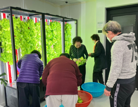 주민들이 스마트팜에서 채소를 수확하고 있다.