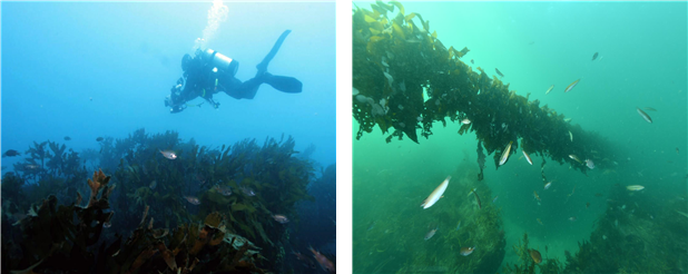 갯녹음(바다 사막화) 복원 및 유용 해조류 조성 사진. 수산자원공단 제공