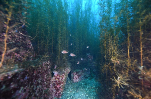 포스코가 울릉도 남양리 바다에 설치한 바다숲. 포스코 제공