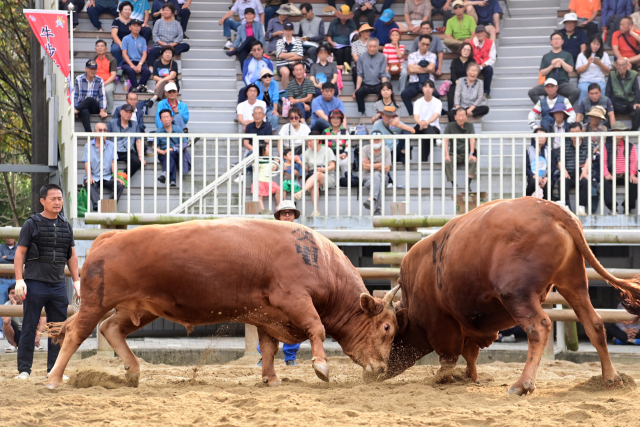 지난달 12일 열린 진주 소 힘겨루기대회 모습. 김현우 기자