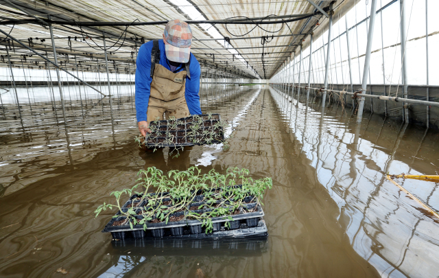 지난해 9월 부산 강서구 대저2동의 한 농민이 폭우에 침수된 비닐하우스에서 토마토 모종을 건져내고 있다. 부산일보DB