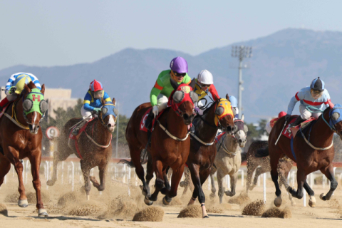 렛츠런파크 부산경남 경마 장면.