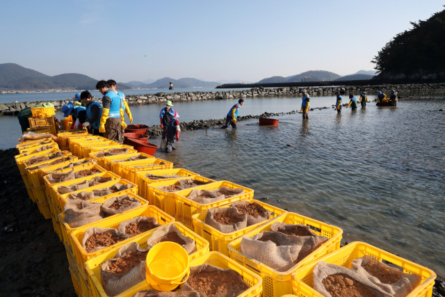 한국석유공사 임직원과 통영시 용남면 선촌마을주민이 해초 숲 복원을 위한 ̒잘피심기 ̓ 작업을 하고 있다. 석유공사 제공