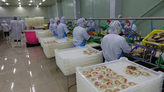 부산세관과 부산식약청이 태국 가리비 가공공장 현지 수사에서 일본산 가리비를 손질하는 모습을 확인했다. 부산세관 제공