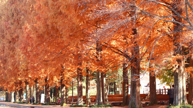 빨갛게 물든 경남수목원 메타세쿼이아 길. 남태우 기자