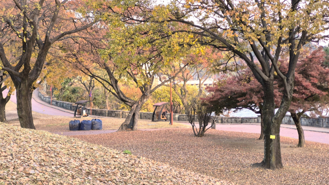 단풍으로 물든 나무, 낙엽이 쌓인 잔디마당 그리고 도도히 흐르는 남강이 깊어가는 가을을 느끼게 한다. 남태우 기자