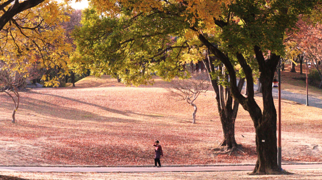 한 여행객이 낙엽이 가득 쌓인 경남 진주시 진주성에서 산책을 즐기고 있다. 남태우 기자