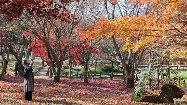 한 여성이 빨갛게 물든 단풍에 반해 열심히 사진을 찍고 있다. 남태우 기자