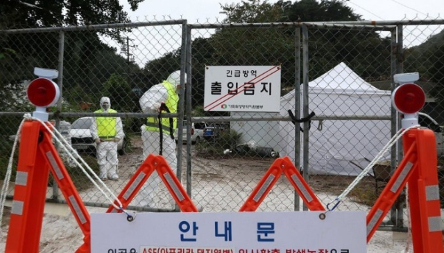 아프리카돼지열병 발생. 연합뉴스 자료사진