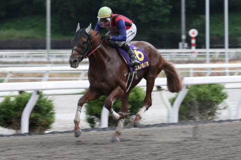 유메노호노오_출처 일본지방경마(NAR)