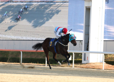 암말 에이스 등장… ‘에이스하이’ 브리더스컵 퀸 대상경주 우승