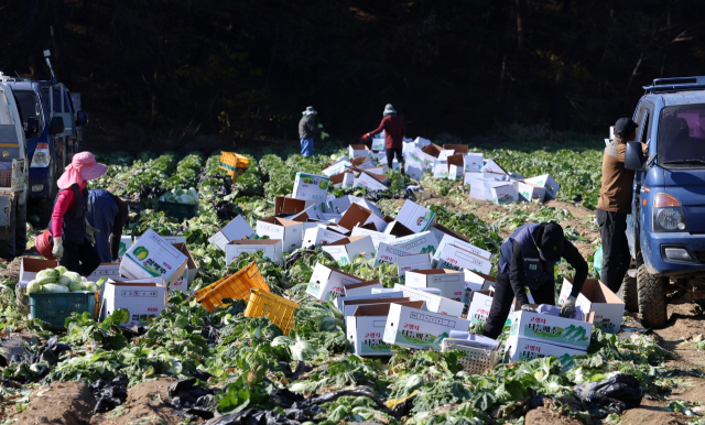지난 24일 본격적인 김장철을 맞아 강원 강릉시 경포동 들녘에서 농민과 외국인 노동자들이 배추를 수확하고 있다. 연합뉴스