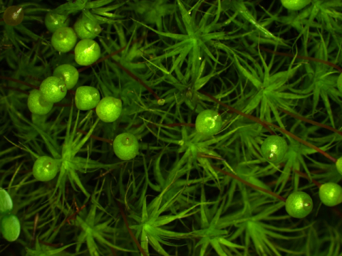 구슬이끼. ‘코드 오브 네이처’ 제공