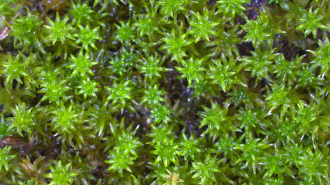 서리이끼. ‘코드 오브 네이처’ 제공