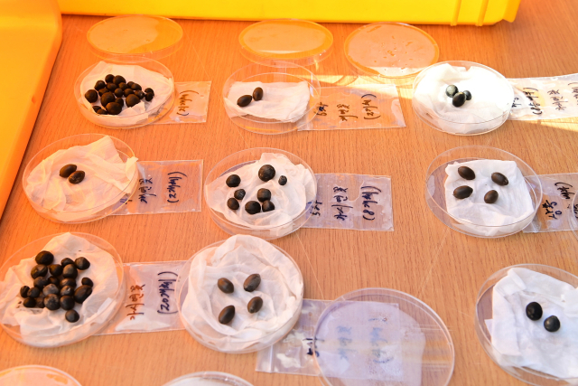 이번 발굴조사에서는 조선시대 것으로 추정되는 연꽃 씨앗(연자) 60여 개가 수습됐다. 진주시 제공