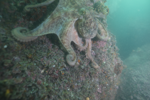 한국수산자원공단 동해본부, 울산 산란서식장 내 참문어 자연산란 확인