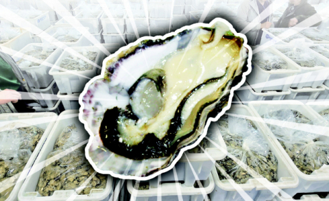 [밀물썰물] 굴 풍작