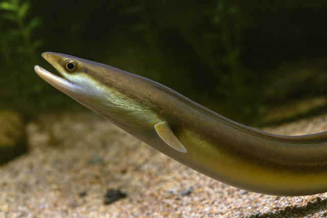 극동산 뱀장어(CITES 제20차 당사국총회 부속서 II로 등재 제안됐으나 부결). 출처: 해수부 국립수산과학원