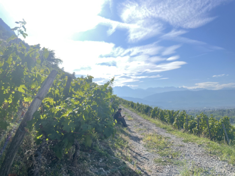 하석환 씨가 포도 농장에서 잠깐 여유 있는 시간을 보내고 있다.