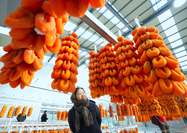 올해는 원료감의 작황이 좋고 최근 일교차가 커지며 건조한 날씨가 지속되면서 함양곶감 품질에 대한 기대감이 더 커지고 있다. 함양군 제공