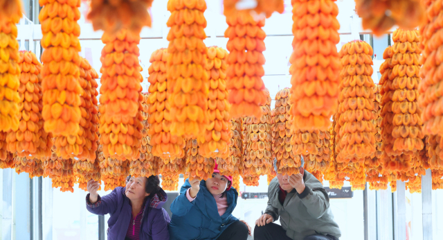 임금님도 그 맛에 반했다는 함양 고종시 곶감이 주렁주렁 매달려 있다. 함양군 제공