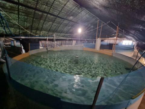 한국수산자원공단-아쿠아시스, ‘연어 인공채란 성공’ 어린연어 치어 분양