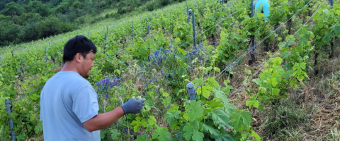 프랑스 시골에서 농사 짓는 <br />한국인 소믈리에