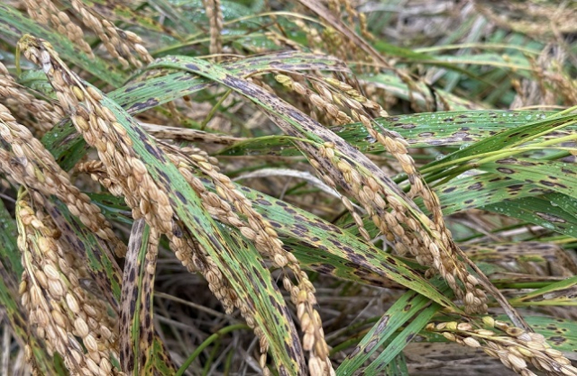 잎과 알곡에 핀 깨씨무늬병 병반. 농식품부 제공