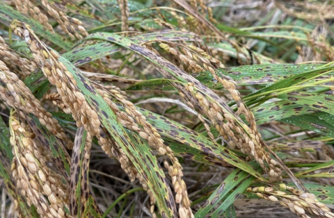 벼 깨씨무늬병 피해농가에 436억원 재난지원금 지급