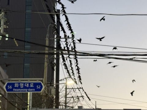 [영상] ‘까마귀 떼 습격’에도 예산 부족에 요원한 전선 지중화 사업