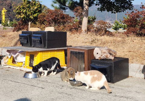 ‘고양이 섬’ 통영 용호도에 ‘섬냥이 겨울집’