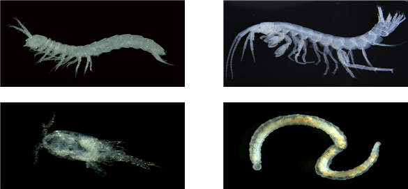 낙동강 담수 혼합대 서식 담수동물. (좌측 상단부터 시계방향) 옛새우류, 동굴옆새우류, 빈모류, 요각류. 국립낙동강생물자원관 제공