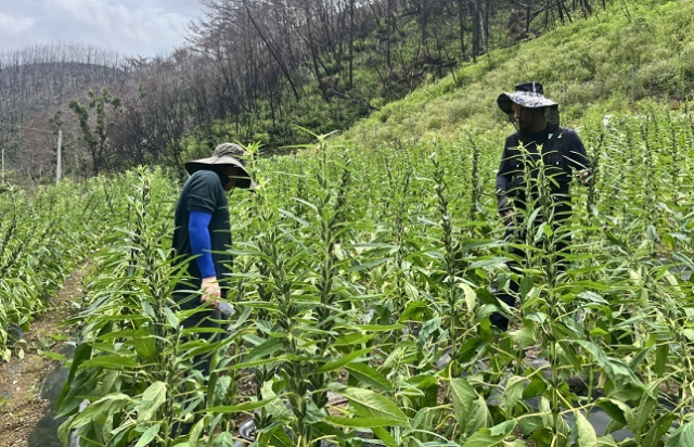 경북 안동의 참깨 종자생산단지. 농진원 제공