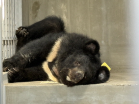 보호시설로 이송된 곰. 사진 캡처