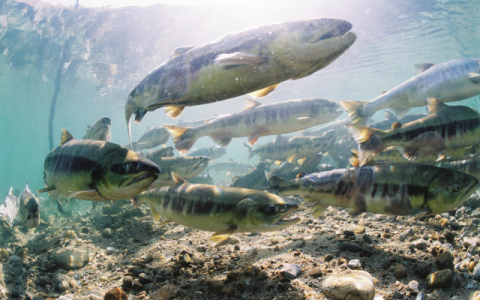 한국수산자원공단, 동해안 연어 회귀량 큰 폭 증가