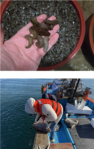해삼 종자 현지 검수(위) 및 해삼 종자 선상 방류 모습. 수산자원공단 제공