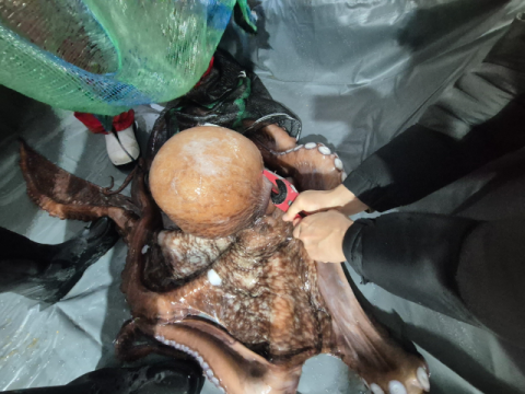 한국수산자원공단, 최북단 고성 저도어장에 어미 대문어 2.9톤 첨가