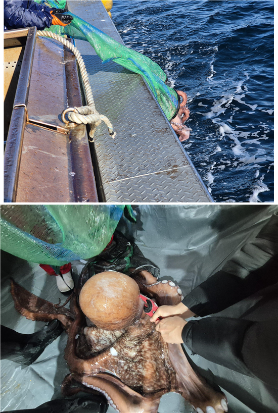 한국수산자원공단 동해본부는 지난달 30일 강원특별자치도 고성군 저도어장 해역에 어미 대문어 135마리, 약 2.9t(톤)을 첨가했다. 수산자원공단 제공