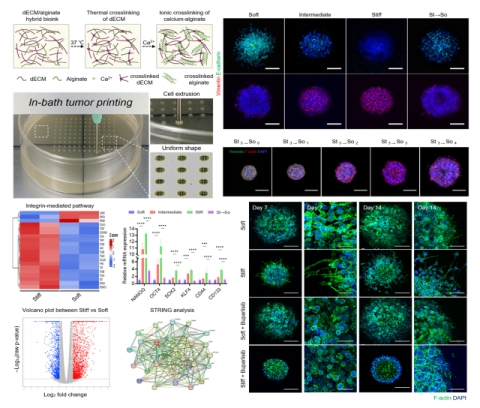 3D 바이오프린팅 기반 강성 조절이 가능한 3D 종양 미세환경 모델 개발